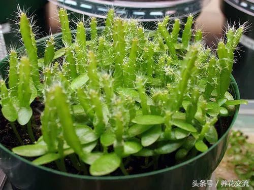 火龙果的籽养成可爱的小盆栽,长满一盆翠绿的