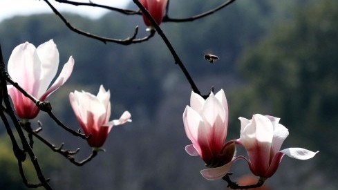 注意！明天北京将出现降雨降温天气