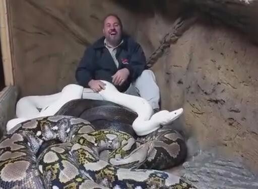 外国男子自称很爱稀有动物,在和三条蟒蛇互动时,遭遇白蛇攻击