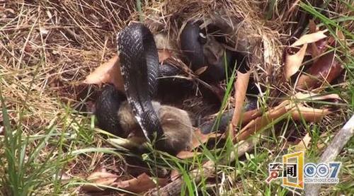 黑蛇想吞食兔崽,反被母兔一顿暴揍
