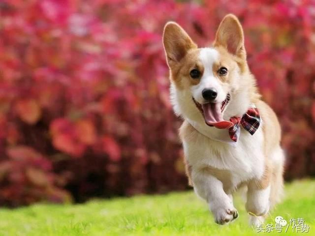 一部《妖猫传》,炸出了一大波娱乐圈的猫奴和