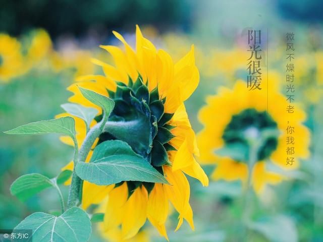 016期双色球历史开奖数据汇总 不断区有连号