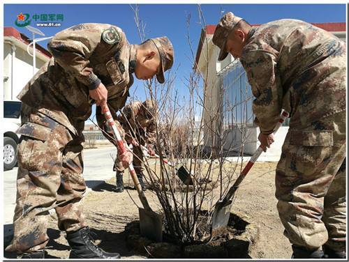 那曲军分区官兵在植树 【资料图】