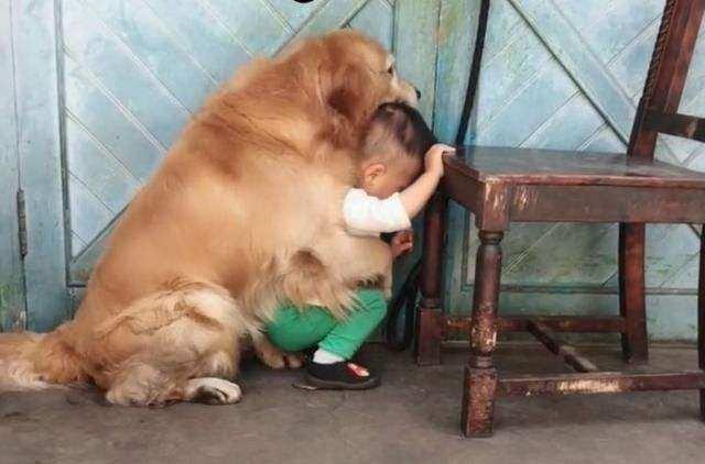 当主人生气打狗时,狗狗却从不会反抗!背后的原