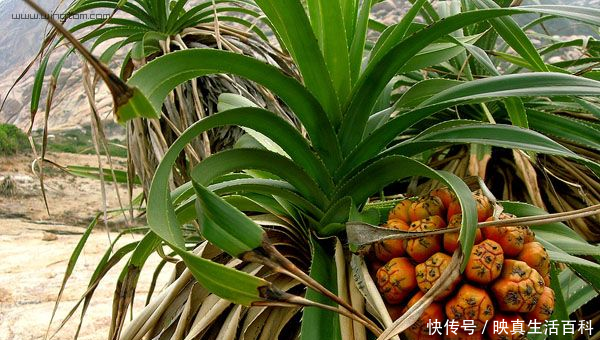 农村大山长得像菠萝的''野果'',祛风除湿,通经活