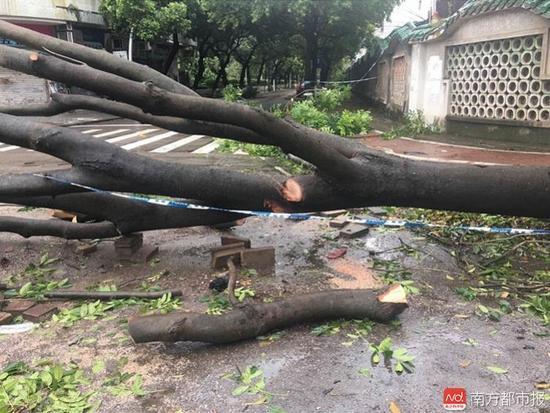 台风来袭广东女子连人带车被大树砸中 不幸身亡