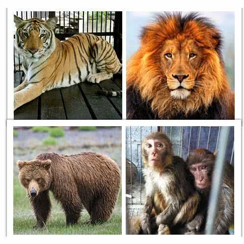 里了,这里不仅有森林之王的狮子,凶猛的老虎,可爱的猕猴,聪明的棕熊