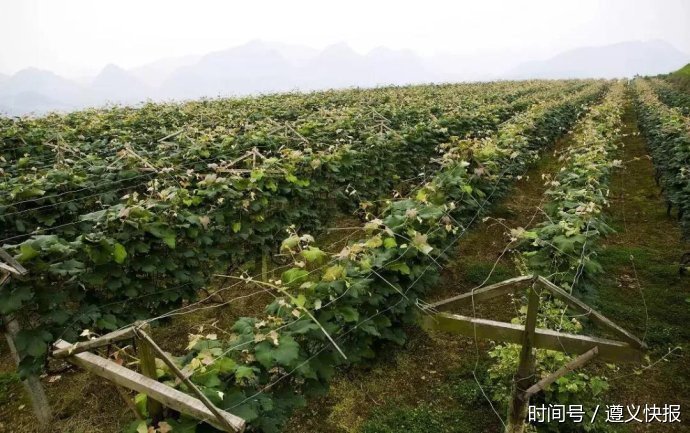 汇川区力助返乡农民工创业创新推动乡村振兴