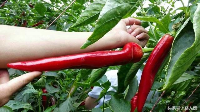 枸杞树上长出红辣椒,3个就有一米长,口感有点