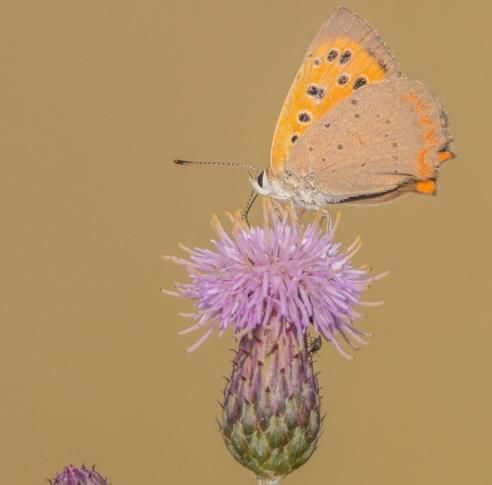 陌上春风,醉了一树花开