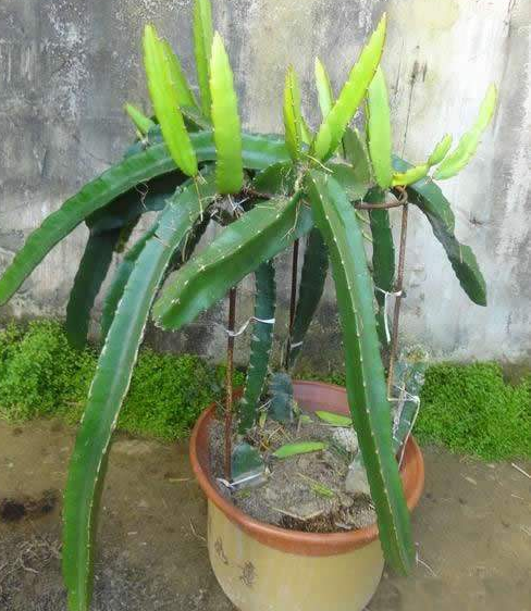 为何你种的盆栽火龙果不结果子呢?其实原因很