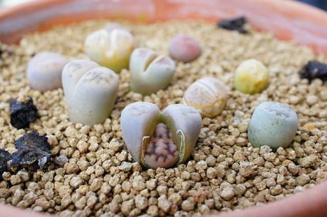 多肉植物生石花盆栽的养殖方法和注意事项