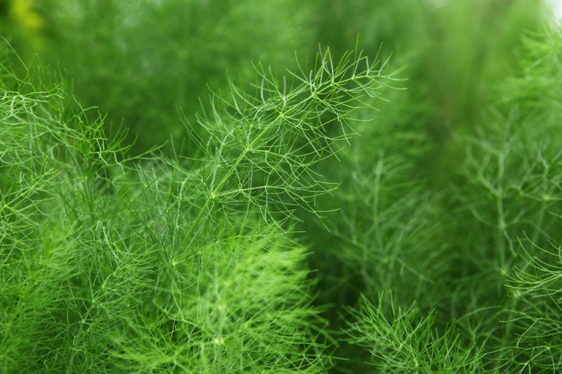 虽然味道怪,但是可以驱寒除湿,养胃护胃