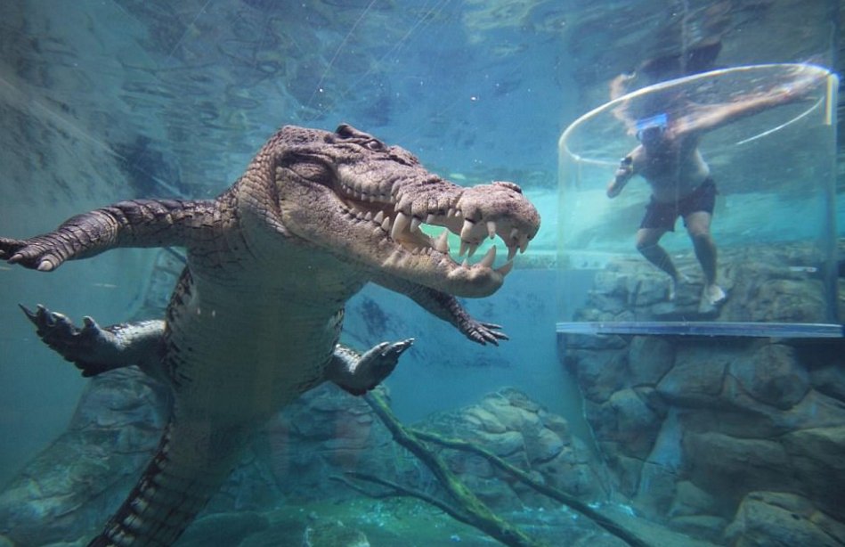 游客想要体验死亡之旅,首先就要进入这个透明笼子里,然后工作人员会将