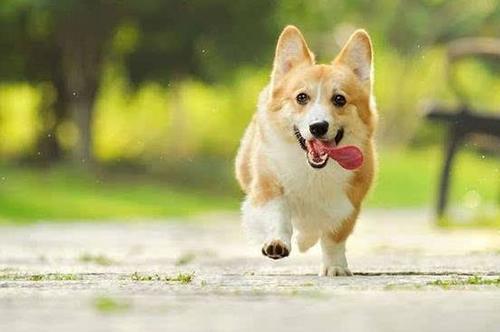 十个不养柯基的理由与十个柯基受欢迎的原因