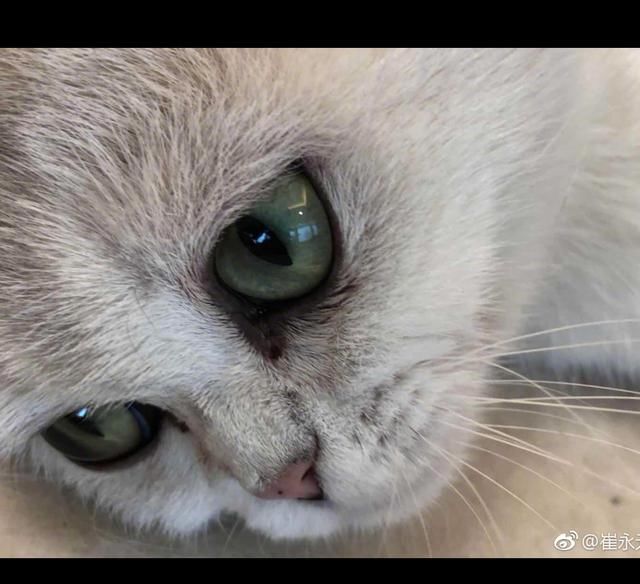 崔永元曝光华姨在温哥华豪宅,网友:有冯小刚