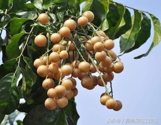 素有饿食荔枝,饱食黄皮,金灿灿的黄皮果熟了