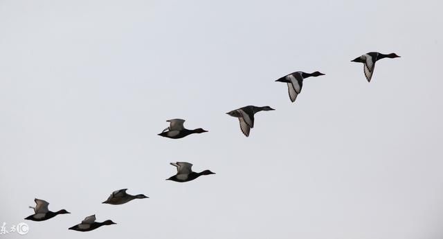 宝贝故事系列之丑小鸭(上),作者安徒生