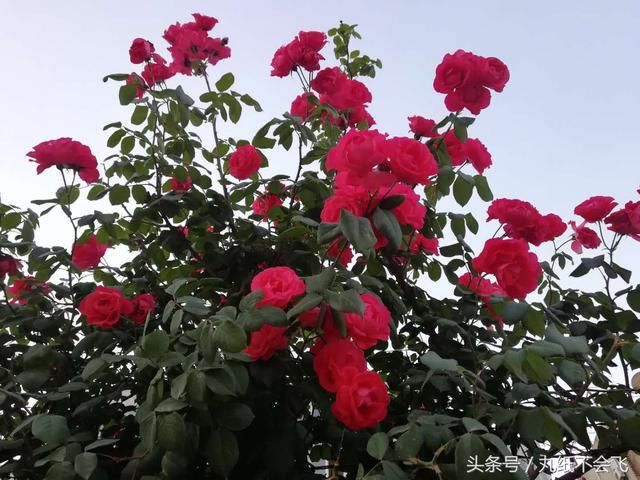 西安网红小区,满园春色关不住,一支蔷薇出墙来