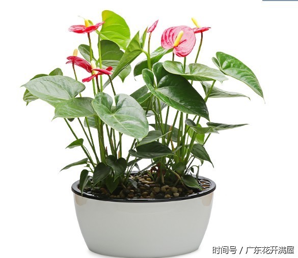 大展宏图火鹤花,给予热情的生活 美好祝愿。