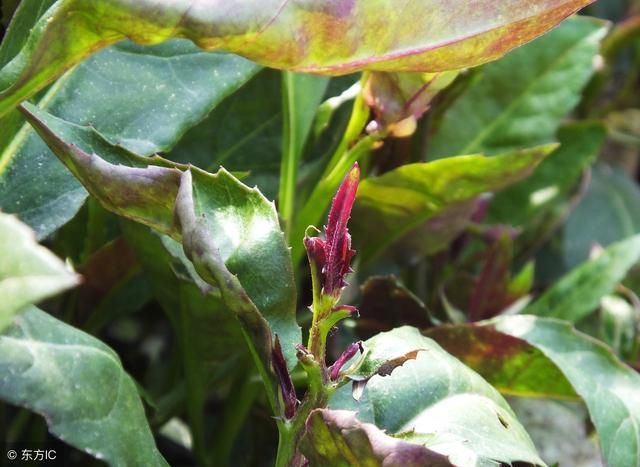 农村一种野菜药用价值强大,但却有毒,大量食用