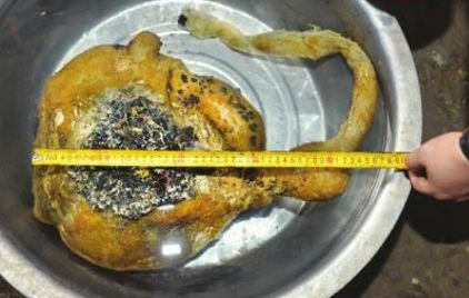 最近几天，成都金堂赵家镇江源村9组的梁思俊家门庭若市，刚送走一批又来一批，有的甚至从其他村开车前来，他们都是来看稀奇的：9月28日，梁思俊在钓鱼时钓起一个四不像的怪物，说是植物，它又长着“嘴巴”，说是动物吧，又不见它吃东西。