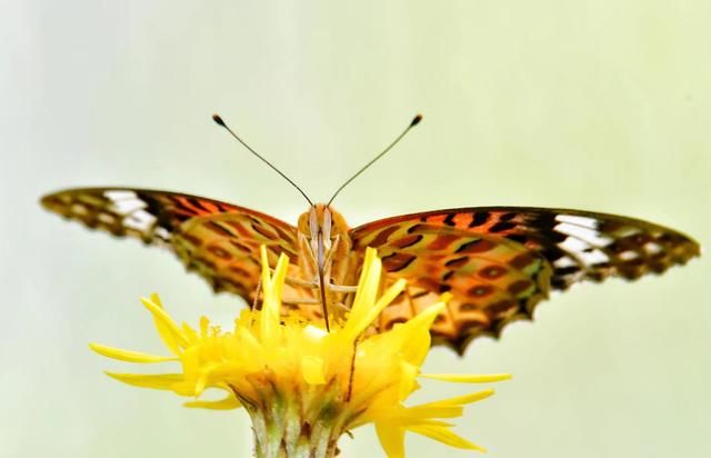 尼康D500+腾龙新龙炮SP150-600mmG2之庄生