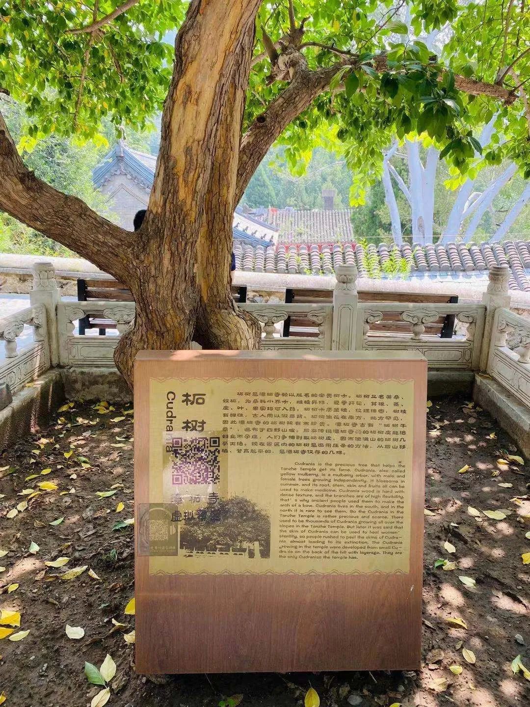 潭柘寺的“柘”,原来如此~!_北京时间