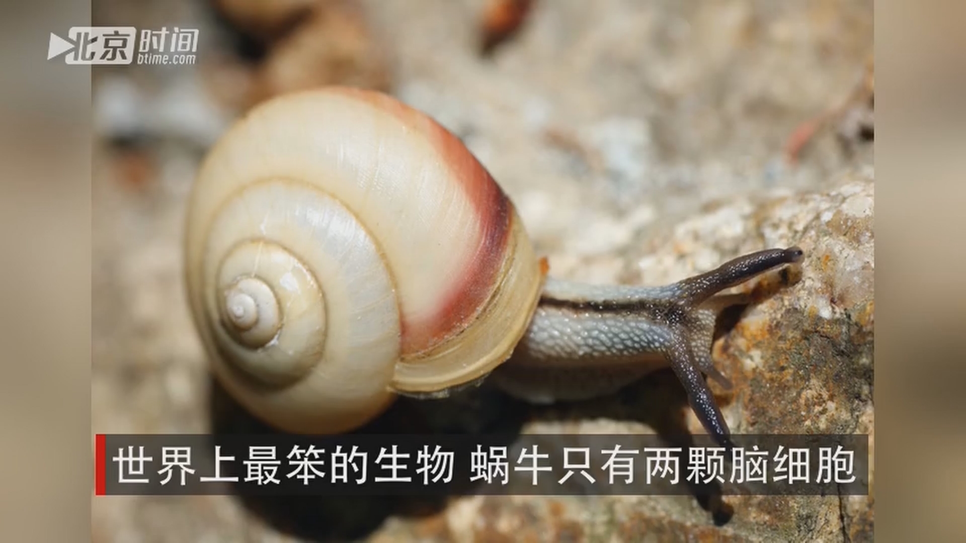 世界上最笨的生物 蜗牛只有两颗脑细胞 世界上最笨的生物 蜗牛只有两颗脑细胞