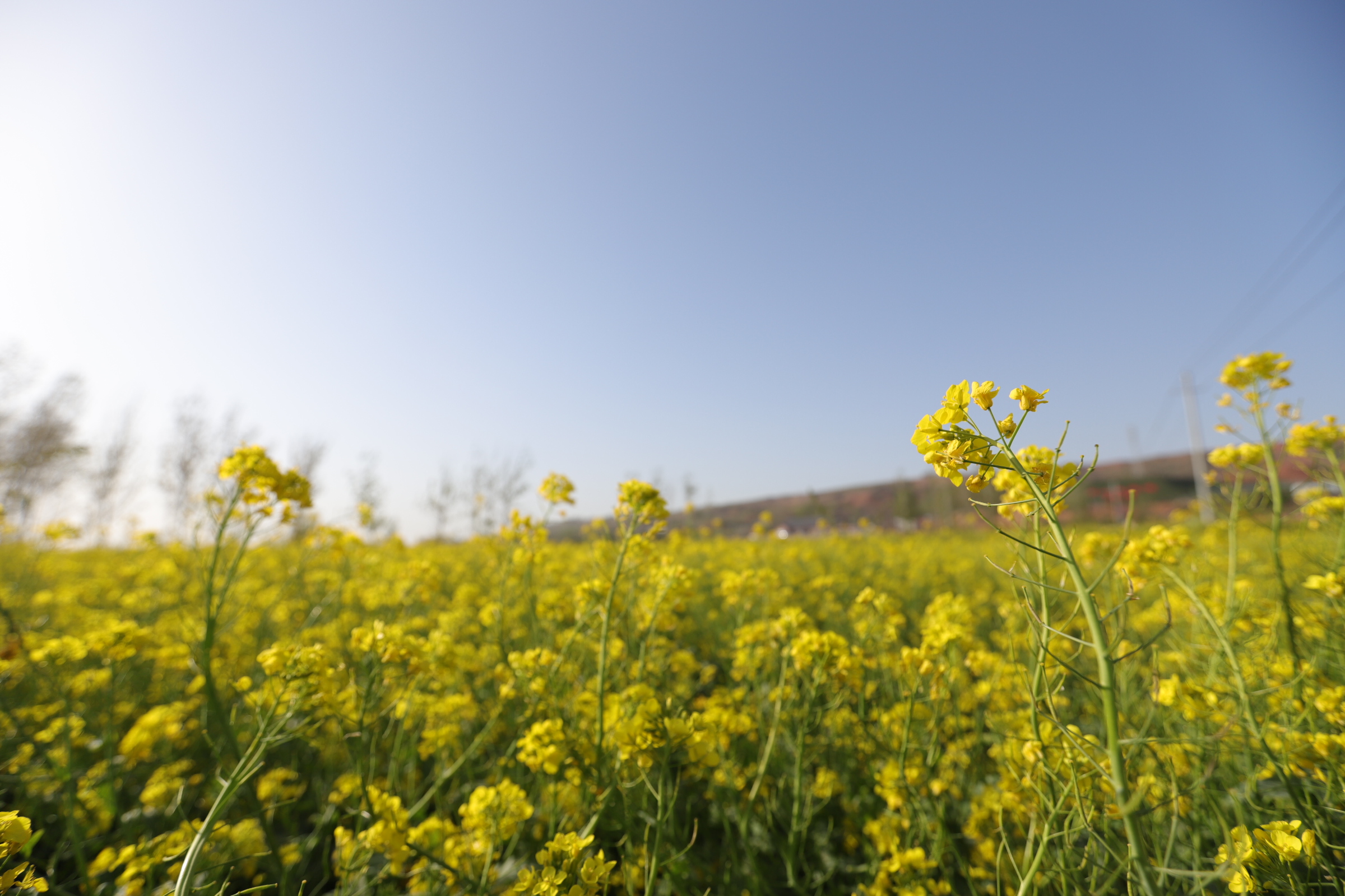 【大河网视】河南襄城首山披上"黄金甲" 万亩油菜花海美如画