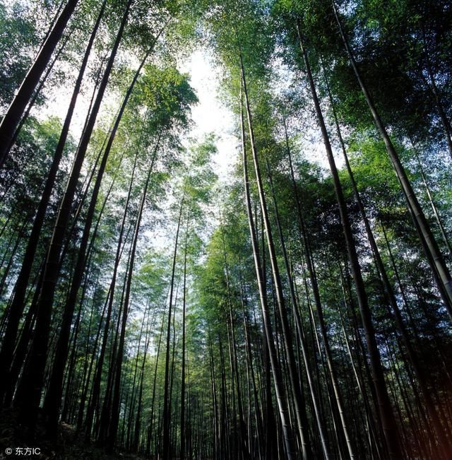 这种竹子长的快,产量大,用途多,一亩至少收二万