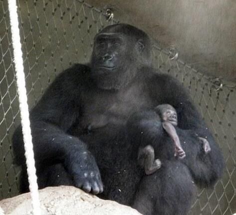 母猩猩一脸愁苦抱着幼崽不停走动,仔细看小猩猩不禁让人揪心