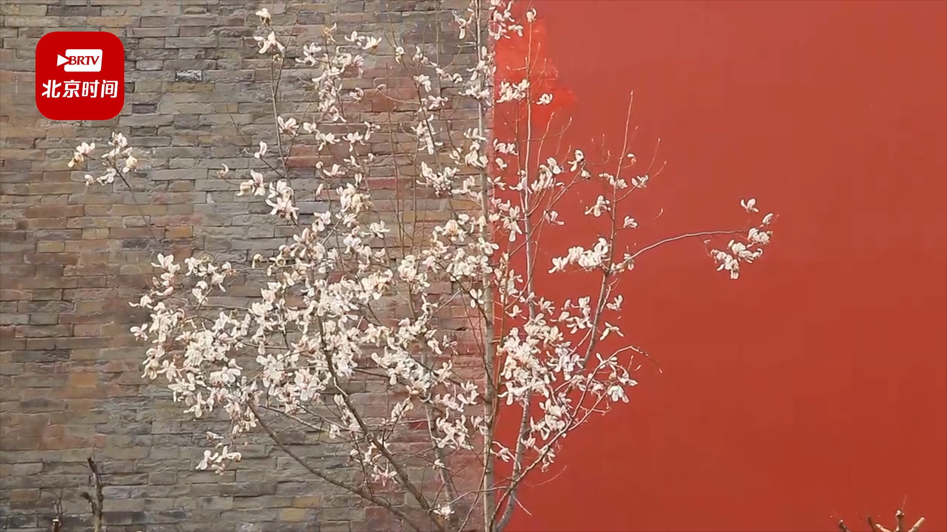 故宫外玉兰花开 红墙青砖作衬美如画 故宫外玉兰花开 红墙青砖作衬美如画