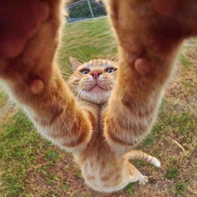 瞧瞧这一条一条的猫,为何这么长