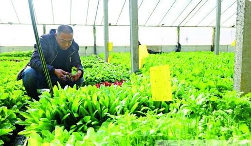 临沂创业走出新天地:盆栽蔬菜占领消费者阳台