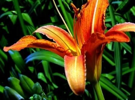 没钱发愁,掉发白发!三大生肖运势超好,贵人提携