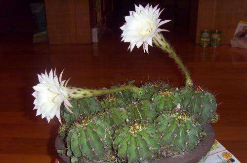 农村老人常说仙人掌开花,象征着奇迹!这句话