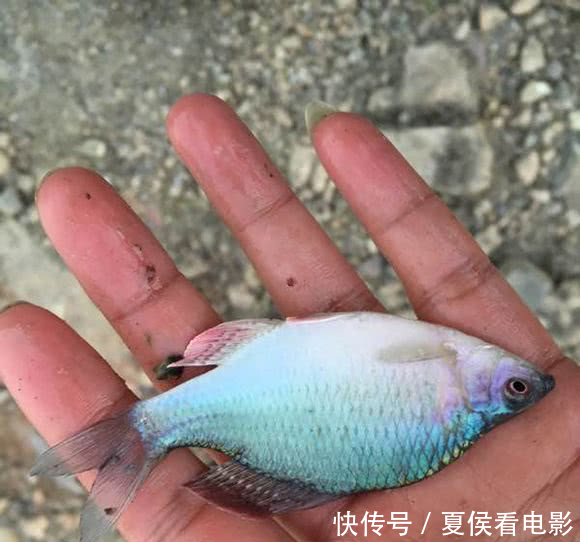 农村河里的垃圾鱼,色彩鲜亮但是无法养殖,生