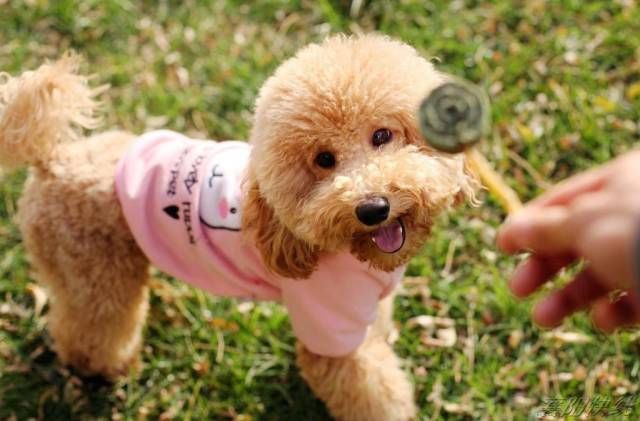 泰迪狗狗不好养?教你几招喂养小知识!