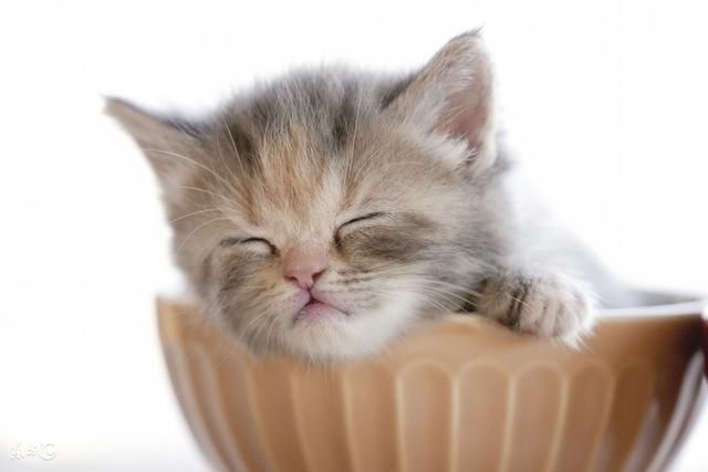 耶稣又离了推罗的境界,经过西顿,就从低加波利