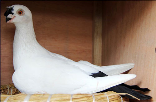 《财富故事》寻找老北京观赏鸽（下）