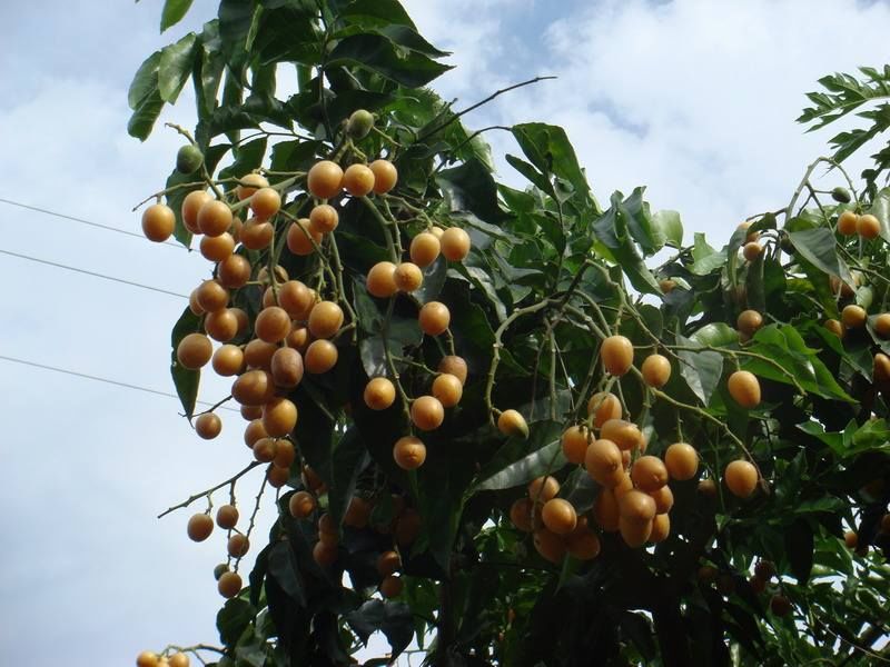 农村树上挂满的黄皮果,夏季吃降火、消食健胃