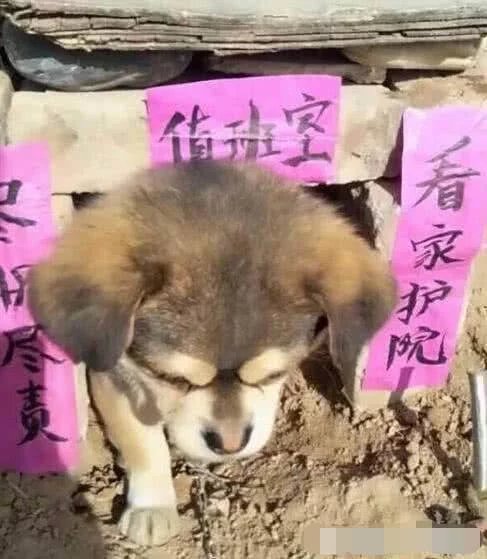 上班经过一狗屋 看到上面的字后 路人忍不住拍照纷纷笑喷 雪花新闻 上班经过一狗屋 看到上面的字后 路人忍不住拍照纷纷笑喷 雪花新闻