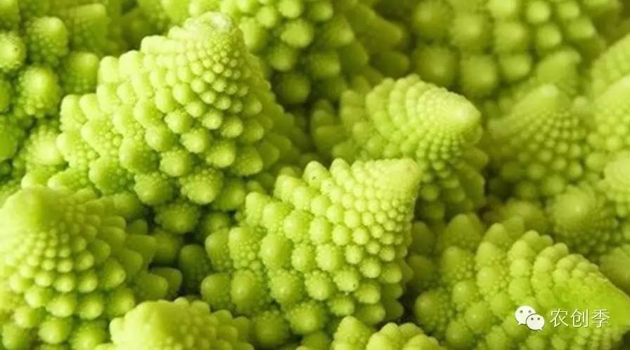 让人着迷的罗马花椰菜