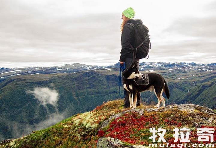 狗狗得了分离忧虑症怎么办?