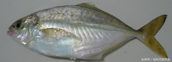 南海常见海水鱼类品种介绍