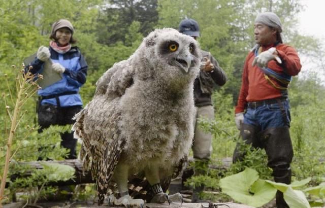 它们是世界上最大的猫头鹰,同时也是比大熊猫还稀有的野生动物!