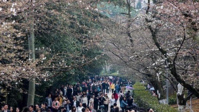 武汉大学樱花初绽 吸引游客观赏