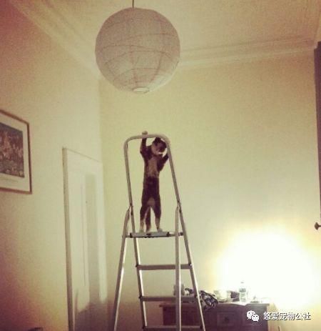 为什么总感觉猫看不起人?原因其实很简单