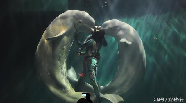 为什么去大连旅游,圣亚海洋公园是必去的一个